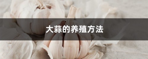 大蒜的养殖方法和注意事项大全