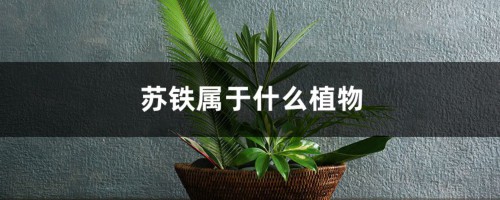 苏铁属于什么植物