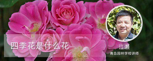 四季花是什么花