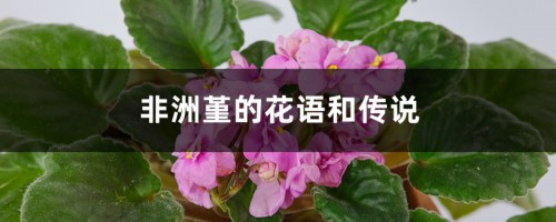 非洲堇的花语和传说