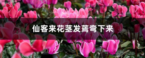 仙客来花茎发蔫弯下来