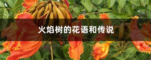 火焰树的花语和传说