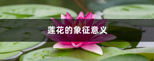 莲花的象征意义