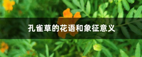 孔雀草的花语和象征意义