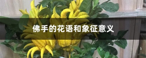 佛手的花语和象征意义