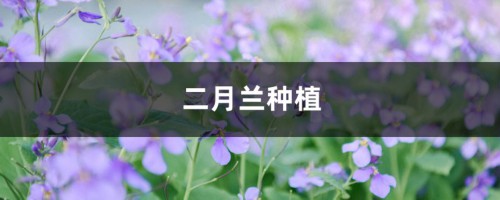 二月兰种植