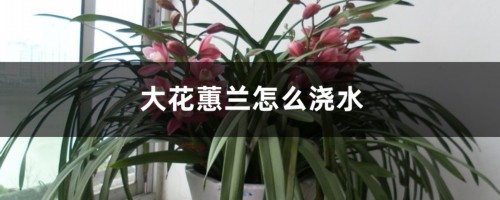 大花蕙兰怎么浇水