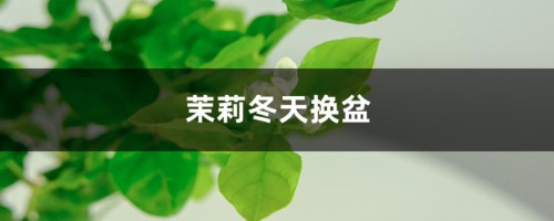 茉莉冬天换盆注意事项