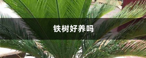 铁树好养吗