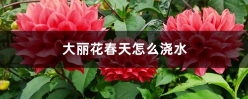 大丽花春天怎么浇水