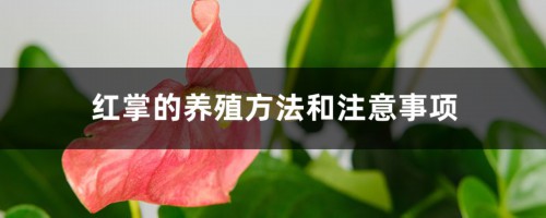 红掌的养殖方法和注意事项