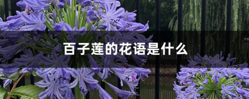 百子莲的花语是什么