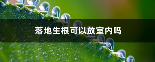 落地生根可以放室内吗