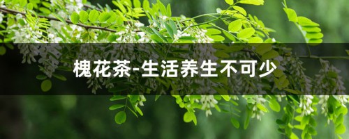 槐花茶-生活养生不可少