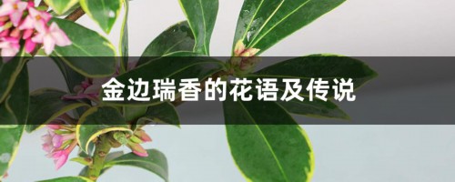 金边瑞香的花语及传说