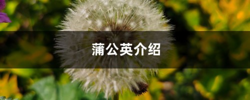 蒲公英介绍，蒲公英有什么特点