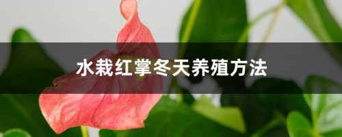 水栽红掌冬天养殖方法