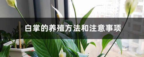 白掌的养殖方法和注意事项