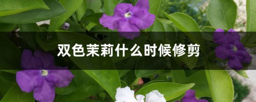 双色茉莉什么时候修剪