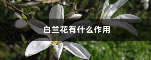 白兰花有什么作用