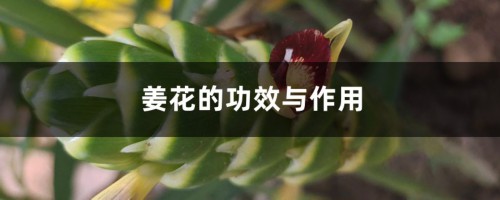 姜花的功效与作用