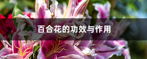 百合花的功效与作用