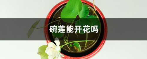 碗莲能开花吗