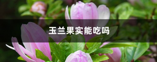 玉兰果实能吃吗