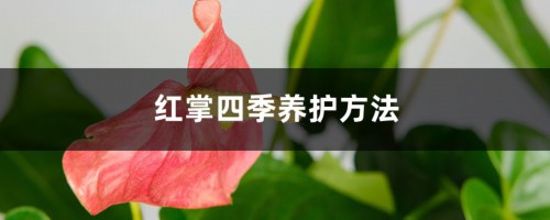 红掌四季养护方法