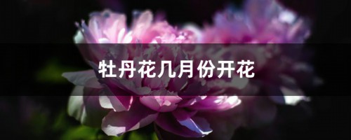 牡丹花几月份开花