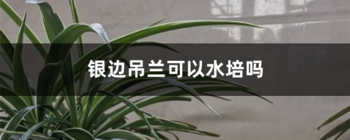 银边吊兰可以水培吗