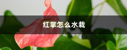 红掌怎么水栽，水培红掌水里放什么好？