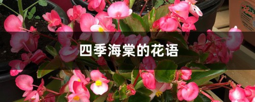 四季海棠的花语和寓意，有什么传说故事