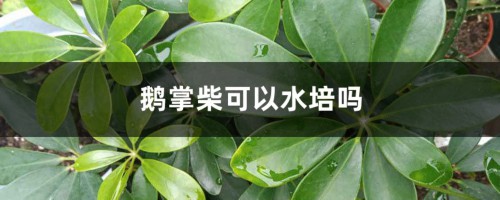 鹅掌柴可以水培吗