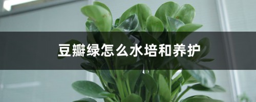 豆瓣绿怎么水培和养护