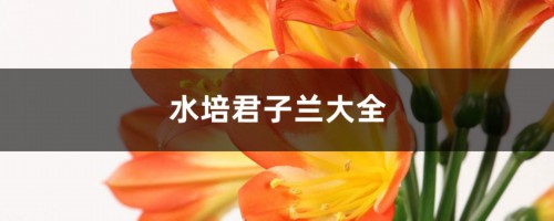 水培君子兰大全