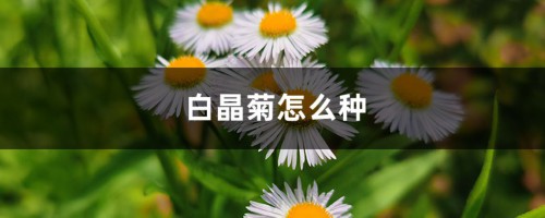 白晶菊怎么种