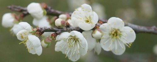 腊梅什么时候可以播种（附种植方法）