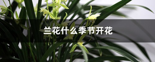 兰花什么季节开花