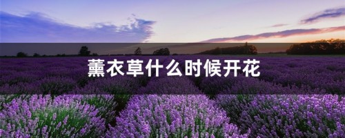 薰衣草什么时候开花