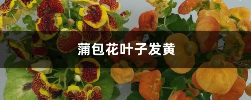 蒲包花黄叶的原因和处理办法