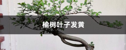 榆树黄叶的原因和处理办法