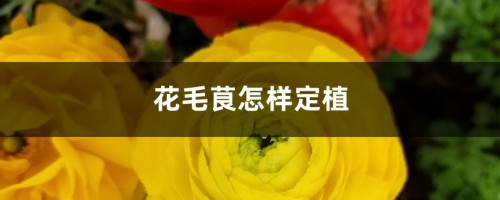 花毛茛怎样定植