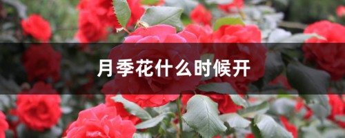 月季花什么时候开，花语是什么