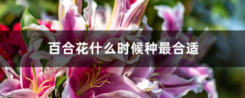 百合花什么时候种最合适