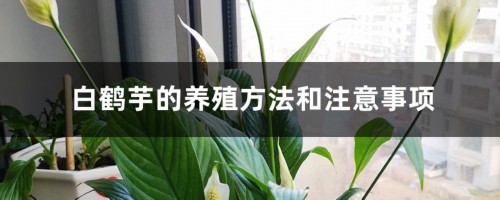 白鹤芋的养殖方法和注意事项