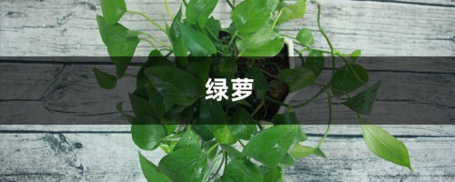 这6种花，比绿萝栀子好看1000倍，夏天不养绝对后悔！