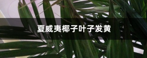 夏威夷椰子叶子发黄怎么办