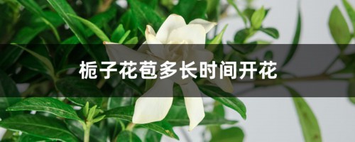 栀子花苞多长时间开花