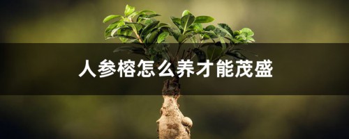 人参榕怎么养才能茂盛，如何养根